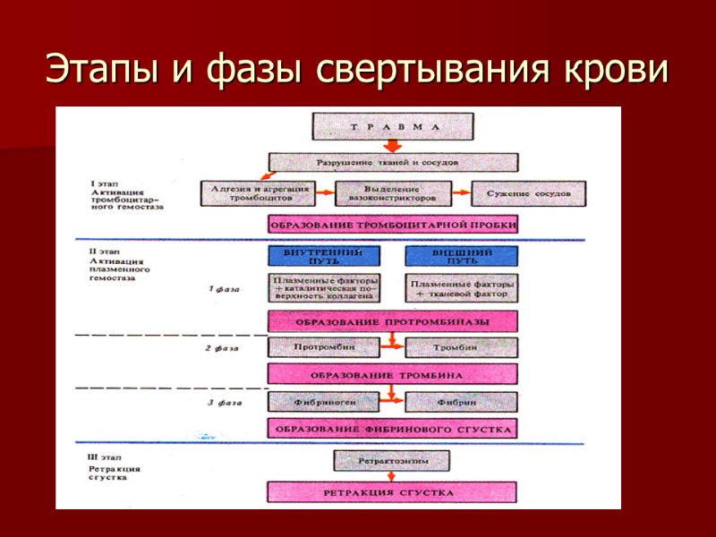 Этапы и фазы свертывания крови